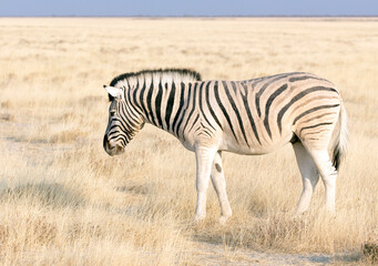 Fototapeta na wymiar A picture of a zebra