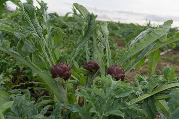 Three artichokes with its green foliage, in the fields of Sardinia.