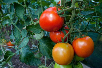 delicious and red tomatoes natural