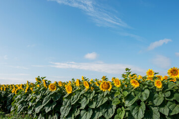 bright sunflowers on a large field on a sunny day
