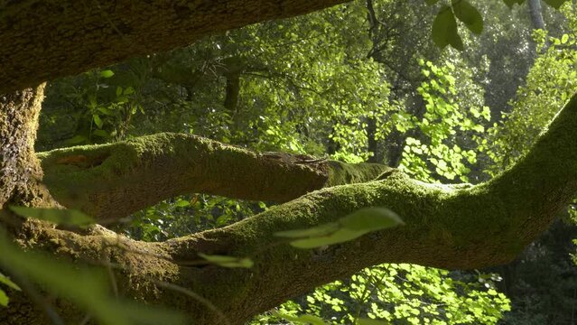 Vieux chêne avec mousse verte sur ses grosses branches