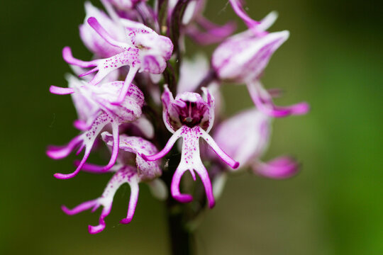 Orchis italica