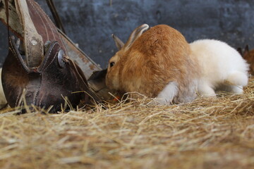 Fototapeta premium rabbits