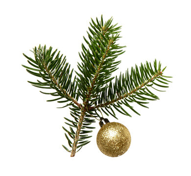Christmas Fir twigs isolated transparent background, PNG. Xmas decoration, fresh pine branch and gold bauble.