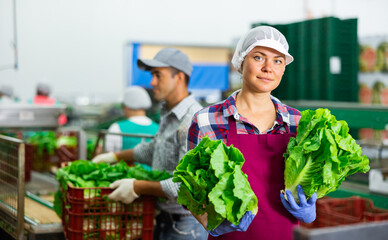 Positive female vegetable factory worker demonstrating ripe lettuce while sorting