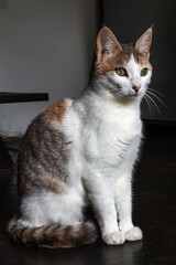 Fototapeta premium Close-up of a full-length domestic cat, white with brown spots and green eyes.