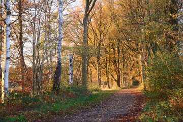 Herbstliche Himmelmoorlandschaft bei Quickborn in Schleswig-Holstein 