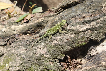 lizard on the stone