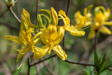 Yellow azalea (rhododendron luteum) flowers in bloom