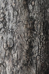 Highly textured tree trunk bark with brown shades and shadows