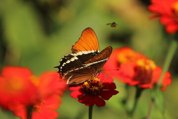 butterfly on flower