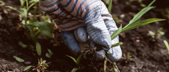 The gardener prepares black soil for planting new seedlings in the spring.