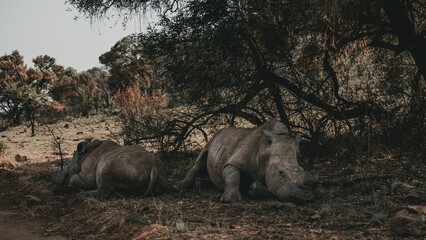 Rhino Sleeping