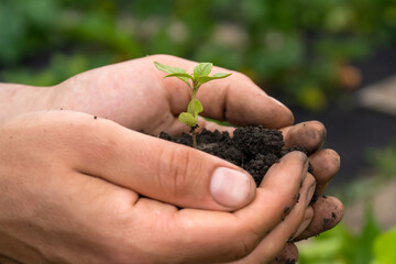 Close up of gardener hands holding seedling.