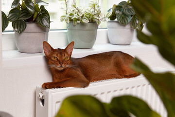Abyssinian young cat lies on the windowsill. Beautiful purebred short haired kitten