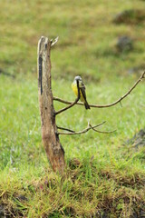 bird on a branch