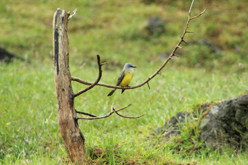 bird on a branch