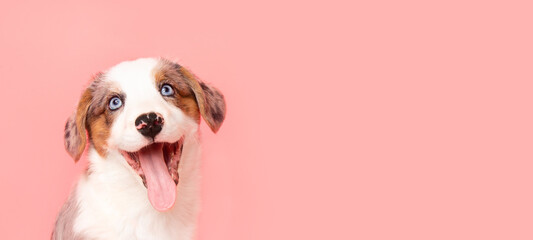 Welsh Corgi Cardigan cute fluffy merle blue-eyed dog puppy. funny happy animals on pink background...