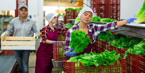 Obraz na płótnie Canvas Woman in uniform during sorting lettuce at warehouse at vegetable factory