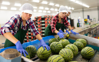 Fototapeta premium Women hardworking in agricultural facility, sorting watermelons at conveyor belt line.
