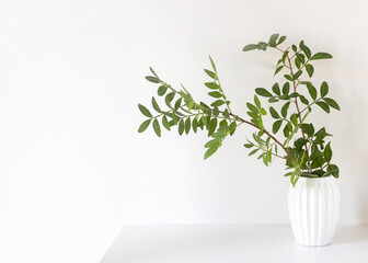 a branch of Pistacia lentiscus in a white small corrugated vase on a white table surface. Place for your text.