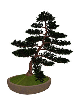 Hinoki False Cypress Tree Bonsai - 3D Render