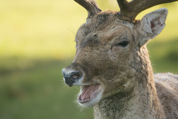 Wild Fallow Deer, dama dama, in Phoenix Park, Dublin.