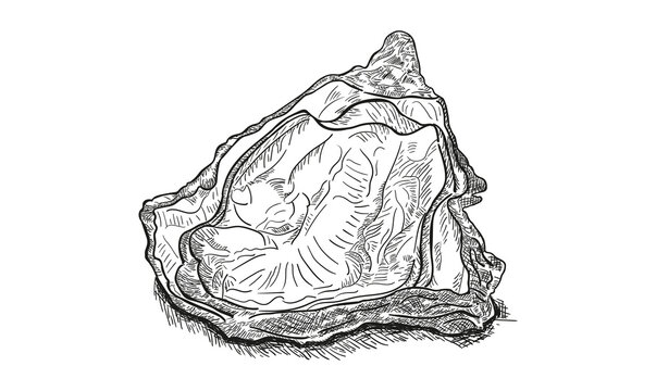 Oyster sketch vector illustration. Oyster shell