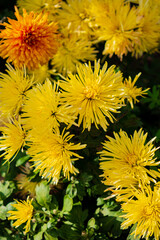 chrysanthemum flower in sunlight in autumn