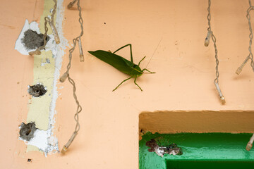 A Large Green Leaf-like Insect Known as a Giant Katydid (Stilpnochlora couloniana), its Walking on the Wall near the Door without a Leg