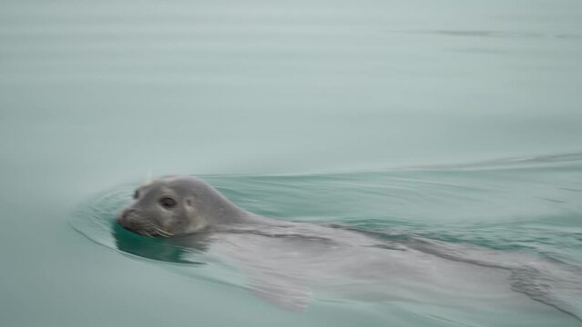 Ringed seal (Phoca hispida) in the water, Svalbard
Medium shot from north pole Ringed seal in the water, 2022
