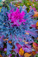 decorative cabbage in the garden