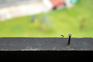 Small Ant Passing Through Wooden Board with Grass in Background
