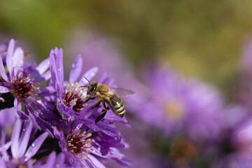 A small honey bee sits on purple flowering asters in autumn. The flowers grow outdoors.