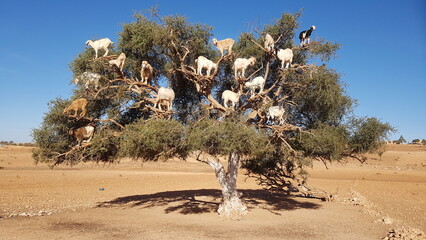 ESSAOUIRA
