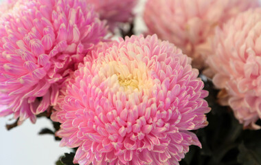Closeup of pink and white Chrysanthemum flowers with shllow depth of focus