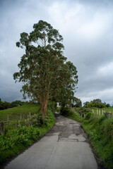 Empty Dirt Road Surrounded by Grass, Crops, Trees and Plants, and a Wire Fence