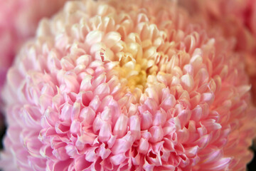 Closeup of pink and white Chrysanthemum flowers with shllow depth of focus