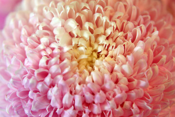 Closeup of pink and white Chrysanthemum flowers with shllow depth of focus