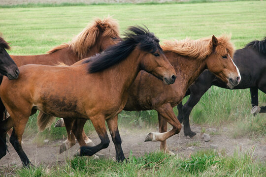 Icelandic Horses Running through a field.