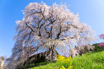 blooming tree