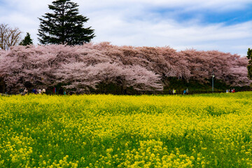 field of flowers