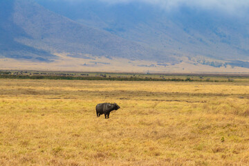 Naklejka na ściany i meble African buffalo or Cape buffalo (Syncerus caffer) in Ngorongoro Crater National Park in Tanzania. Wildlife of Africa