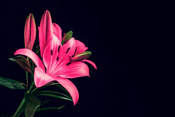 Stunning pink lily on a dark background. Rich saturated color. Abstract nature background. Still...