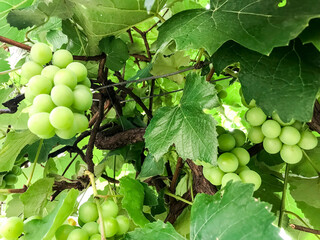 Bunch of green grapes hanging on a vine with green leaves