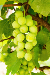 Bunch of green grapes hanging on a vine with green leaves