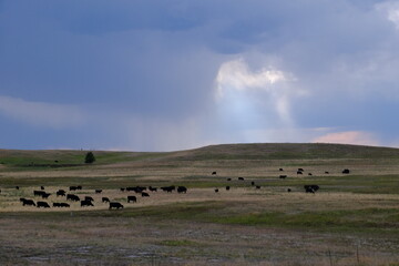 Naklejka na ściany i meble cattle on the horizon with rain coming