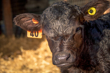 Baby Black Angus calf in the barn making funny faces © Sherry