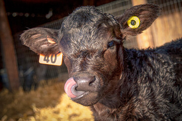 Baby Black Angus calf in the barn making funny faces
