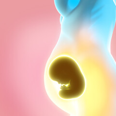 Growth of the fetus, umbilical cord, nourishment and energy for the evolution of the baby. Connection between fetus and placenta. 3d rendering
 - obrazy, fototapety, plakaty